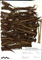 藏品(方桿蕨)的圖片